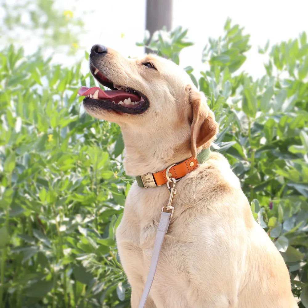 Nylon Custom Dog Collar & Leash Set with Personalized Name Tag