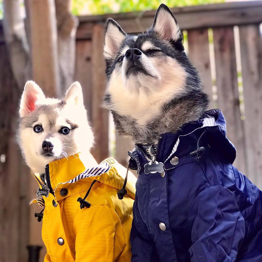 Multi Size Windproof and Rainproof Coat For Dogs